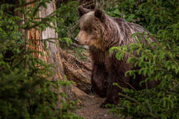 Brown bear (Ursus arctos) 