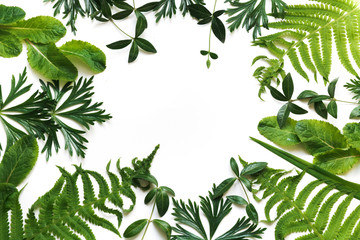 Green leaves on white background. Top view with copy space. Floral pattern.