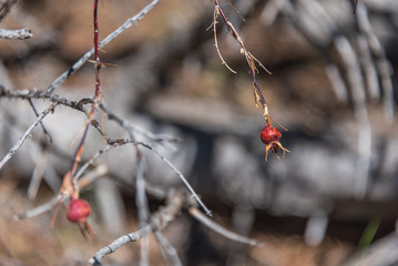 Wild dog rose bud berry on a branch, natural blurry blurred background horisontal layout