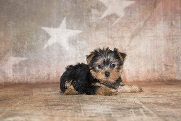 Yorkie on 4th of July background