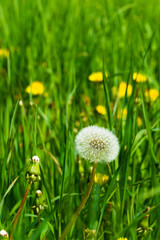 Dandelion against the background of green grass on a sunny summer day