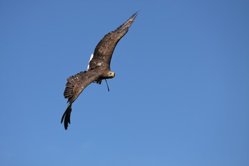 Europäischer Seeadler im Flug