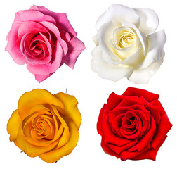 Collection of roses isolated on the white