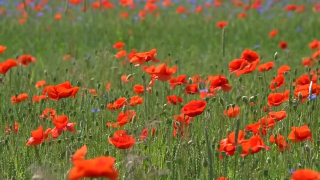 Mohn- und Kornblumen in einem Buchweizenfeld bewegen sich im Wind