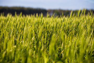 A green field with spikelets, bread grows against the blue sky. Agriculture Ukraine