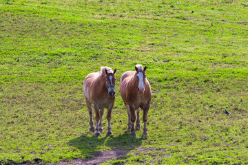 Fototapeta premium Two brown draft horses on farm land