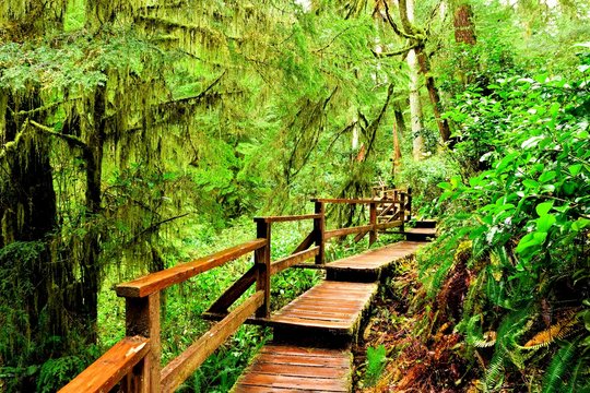 Fototapeta Wooden trail through the rainforests of Pacific Rim National Park, Vancouver Island, BC, Canada