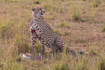 CHeetah (Acinonyx jubatus)