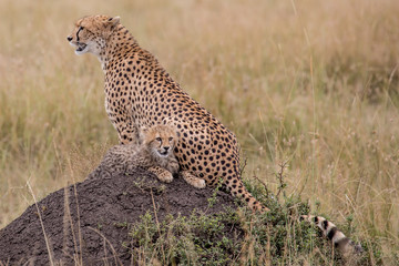 CHeetah (Acinonyx jubatus)