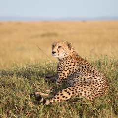 CHeetah (Acinonyx jubatus)