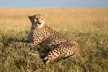 CHeetah (Acinonyx jubatus)