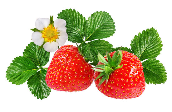 strawberry and strawberry flower isolated on white