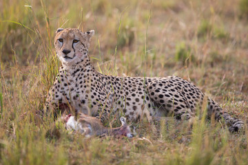 CHeetah (Acinonyx jubatus)