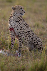 CHeetah (Acinonyx jubatus)