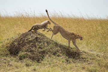 CHeetah (Acinonyx jubatus)