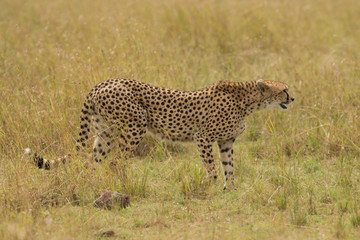 CHeetah (Acinonyx jubatus)