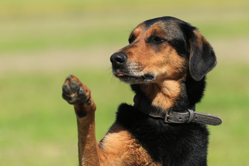 Dobermann-Mischling gibt Pfote