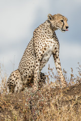 CHeetah (Acinonyx jubatus)