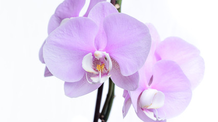 Fototapeta na wymiar Violette Orchidee isoliert vor weißem Hintergrund