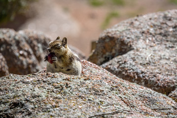 Happy Golden Mantled Ground Squirrel eating a cherry, enjoying with his eyes closed