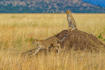 CHeetah (Acinonyx jubatus)