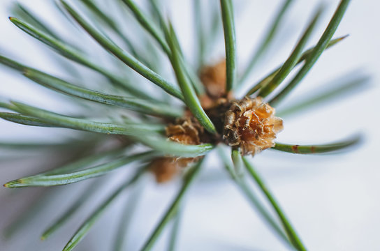 A branch of a pine