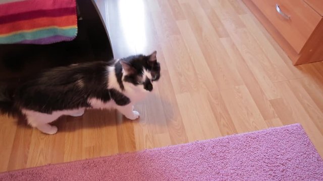 Black and white cat licking lips and walking around flat. Interior apartment