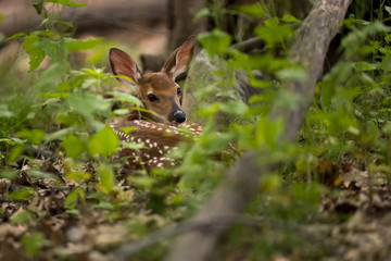 Fawn Deer Hidden in the Forest