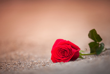 Isolated red rose lying on the sand. 