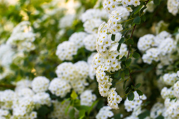 Background of little white flowers blooming bush