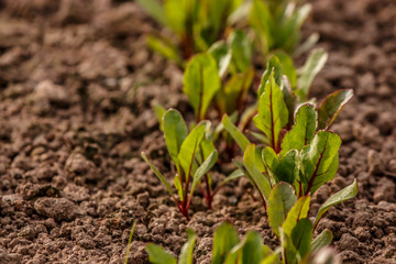 the young shoots of beet leaves on the ground