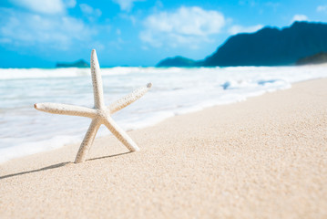 Fototapeta na wymiar Starfish on a white sand beach. (location Hawaii) 