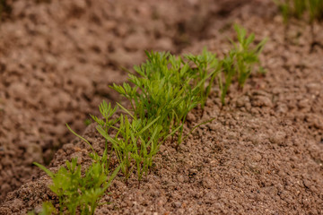 rows of young sprouts of carrots in the ground