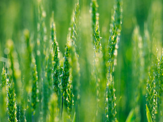 Obraz premium 緑の小麦畑