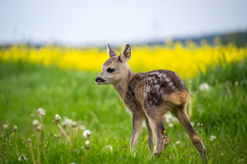 Fototapeta premium Young wild roe deer in grass, Capreolus capreolus. New born roe deer, wild spring nature.