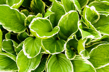 Green leaves texture background