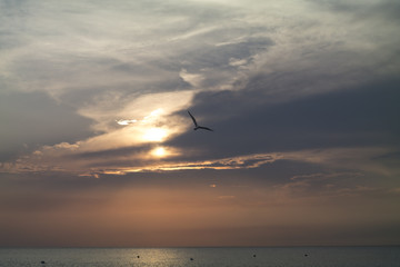 Sunset at sea with seagull  - Gallipoli - Italy