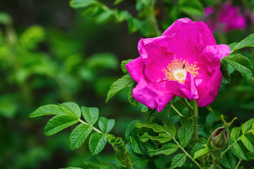 Pink wild rose flower on green foliage background. Shallow depth of field. Selective focus.