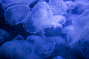 Beautiful illuminated jellyfish Aurelia Labiata at aquarium in Berlin
