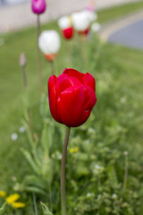 Red Tulip