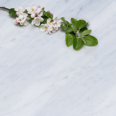 Apple blossom branch on Carrara marble countertop