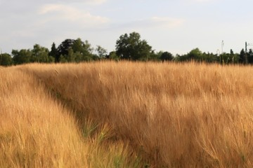 champs de blé