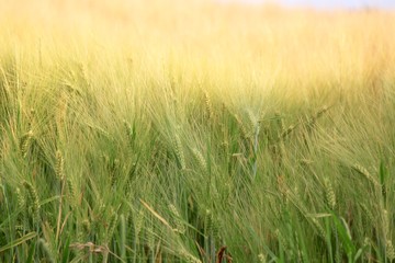 champs de blé