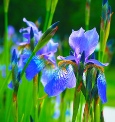 Beautiful blue yellow irises. Flowers on a green field. Spring summer background
