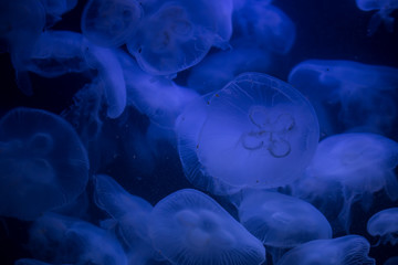Beautiful illuminated jellyfish Aurelia Labiata at aquarium in Berlin
