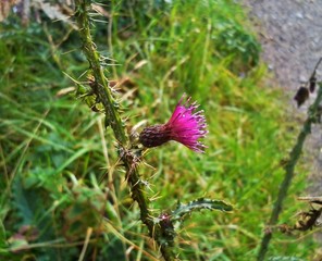 Marsh Thistle