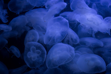 Beautiful illuminated jellyfish Aurelia Labiata at aquarium in Berlin
