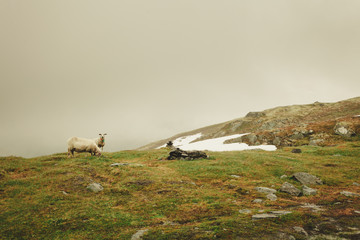 Sheep on pasture, grazing on rock hill