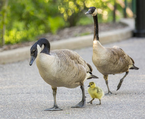 Goose / Geese Family with Baby