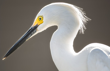 Snowy Egret Crocodile Rider / Dentist